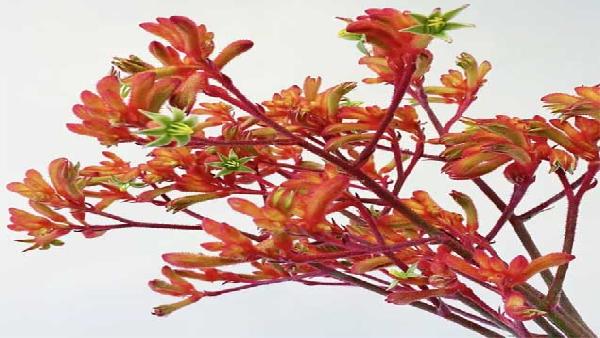 花卉中心袋鼠爪橙批发图片展示