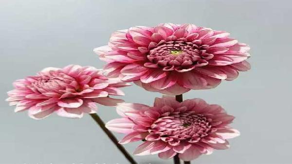 花卉中心大丽花红批发图片展示