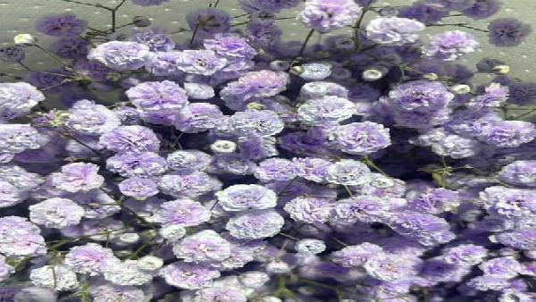 花卉中心彩星浅紫批发图片展示