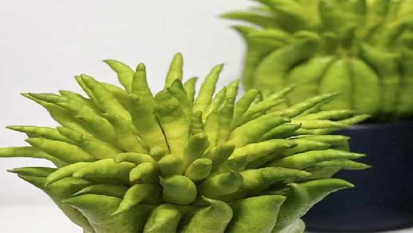 花卉中心佛手批发图片展示