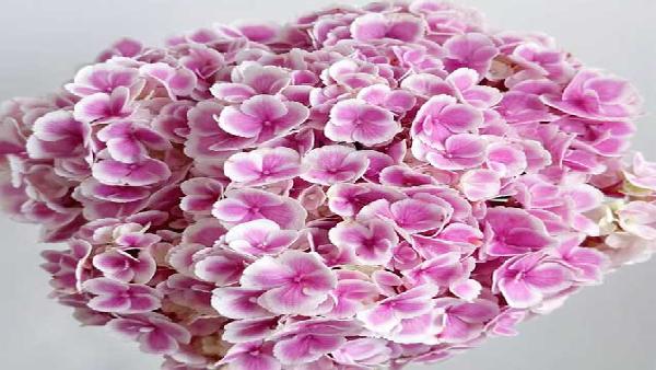 花卉中心绣球(孔雀粉)批发图片展示