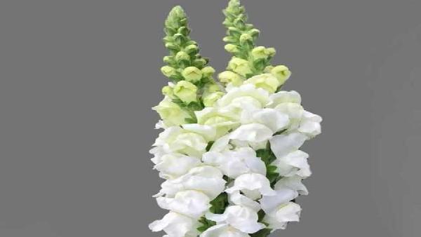 花卉中心金鱼草白批发图片展示