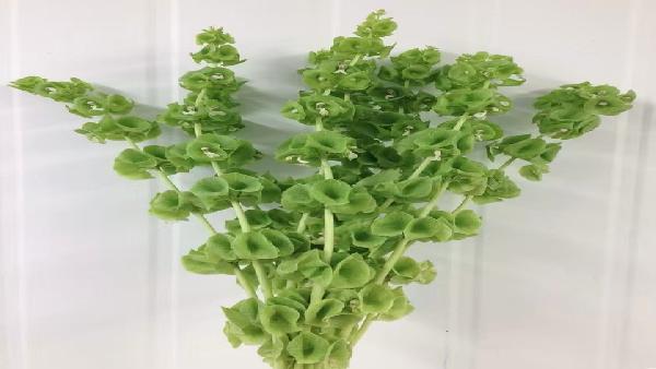 花卉中心贝壳批发图片展示