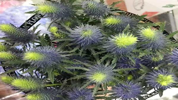 花卉中心刺芹批发图片展示