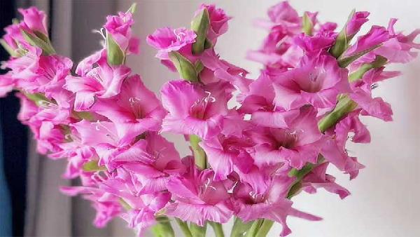 花卉中心剑兰桃红批发图片展示