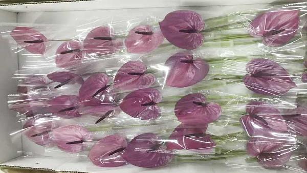 花卉中心紫掌批发图片展示