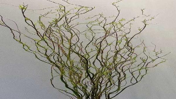 花卉中心龙柳批发图片展示