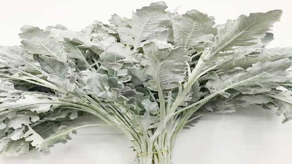 花卉中心银叶菊批发图片展示