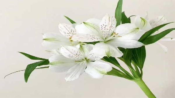 花卉中心水仙百合白批发图片展示