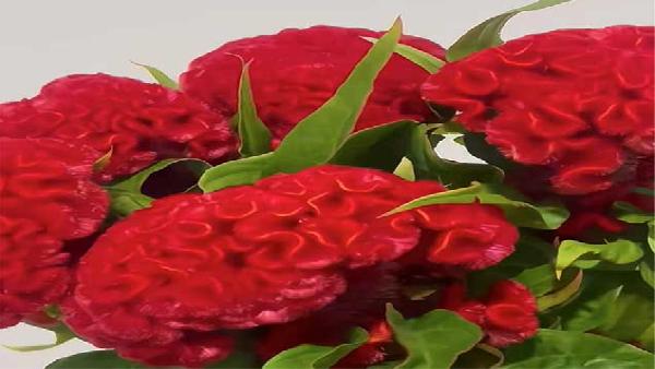 花卉中心鸡冠花红批发图片展示