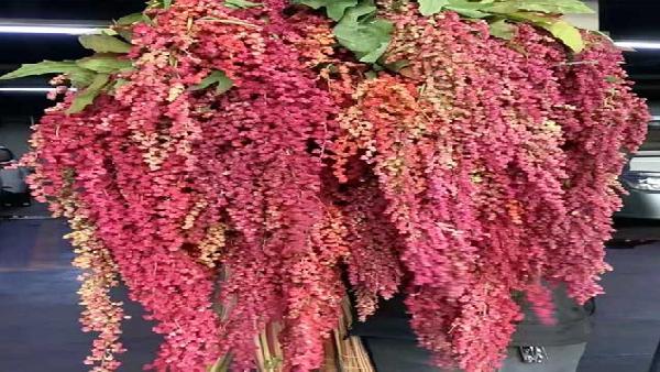 花卉中心柔丽丝红批发图片展示