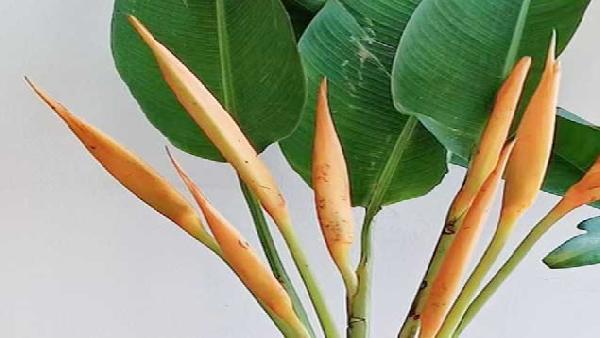 花卉中心小鸟批发图片展示