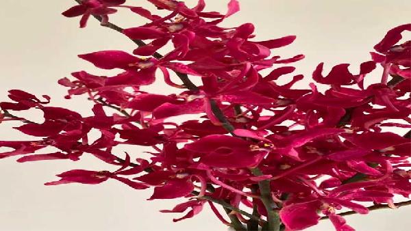 花卉中心万代兰红批发图片展示