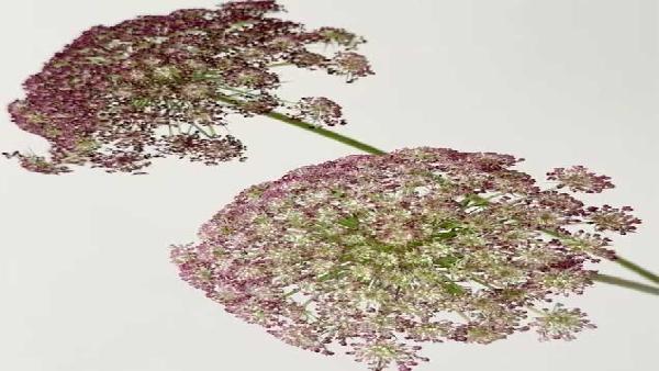 花卉中心蕾丝彩色批发图片展示