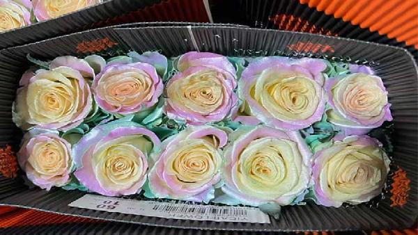 花卉中心喷色欧若拉批发图片展示