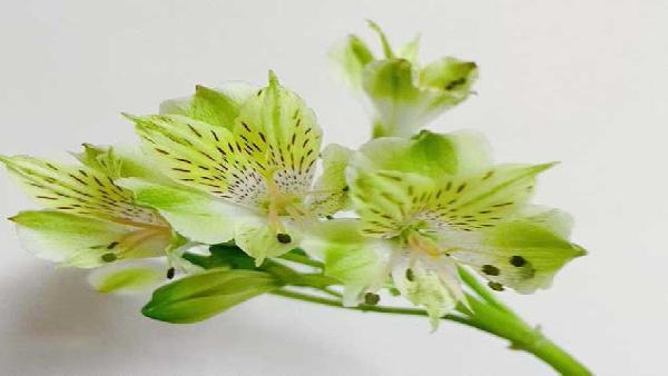 花卉中心水仙百合绿批发图片展示