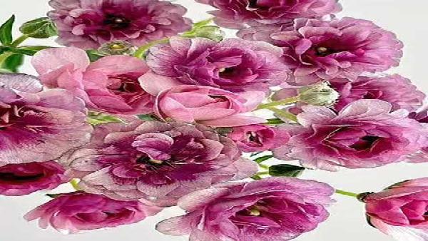 花卉中心蝴蝶洋牡丹紫批发图片展示