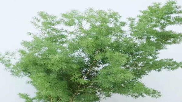 花卉中心蓬莱松批发图片展示