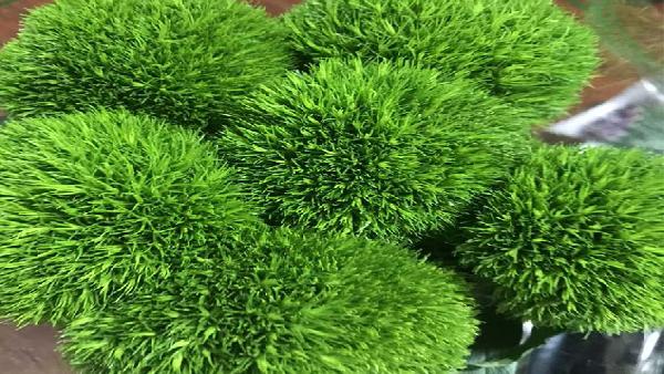 花卉中心绿毛球批发图片展示