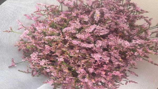 花卉中心水晶草粉批发图片展示