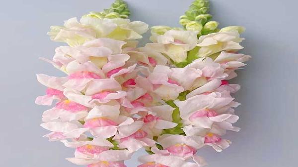 花卉中心金鱼草双色粉批发图片展示