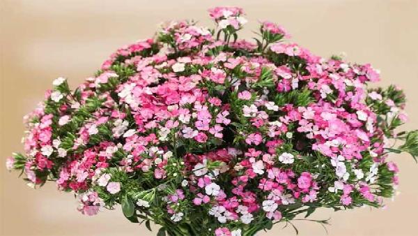 花卉中心相思梅粉批发图片展示