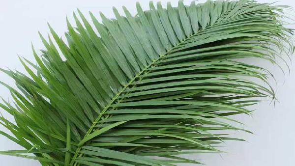 花卉中心散尾叶批发图片展示