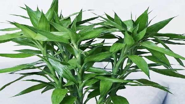 花卉中心富贵竹批发图片展示