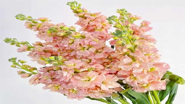 花卉中心紫罗兰香槟批发图片展示