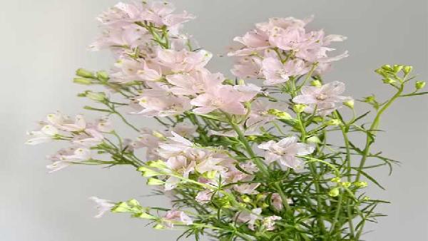 花卉中心小飞燕粉批发图片展示