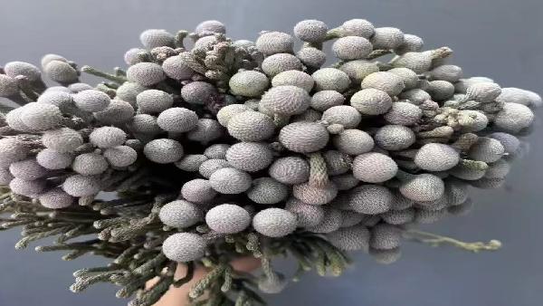 花卉中心银珊瑚批发图片展示