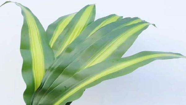 花卉中心巴西叶批发图片展示