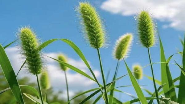 花卉中心狗尾批发图片展示