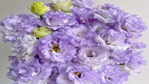 花卉中心桔梗(农民浅紫)批发图片展示