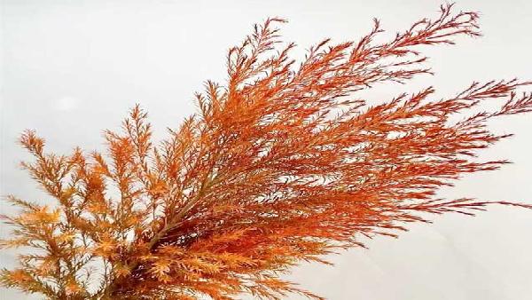 花卉中心千层金红批发图片展示