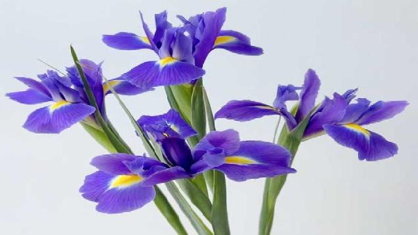 花卉中心鸢尾/爱丽丝批发图片展示