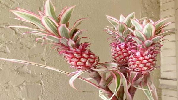 花卉中心凤梨红批发图片展示