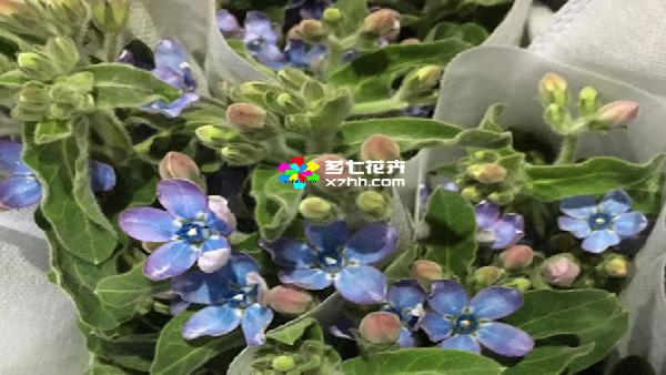 花卉中心蓝星花批发图片展示