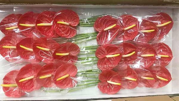 花卉中心红掌批发图片展示