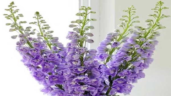 花卉中心大飞燕紫批发图片展示