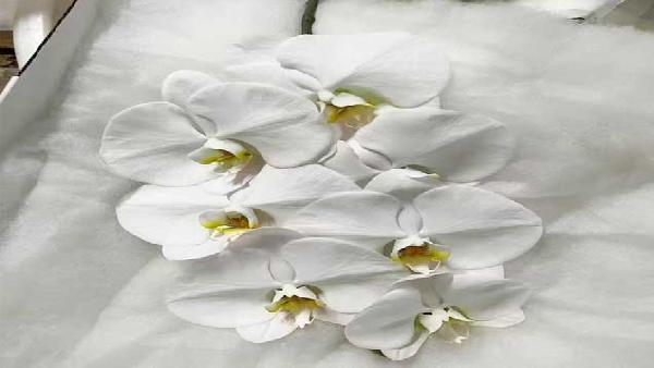 花卉中心蝴蝶兰白批发图片展示