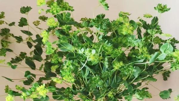 花卉中心叶上黄金批发图片展示