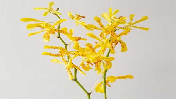 花卉中心万代兰黄批发图片展示