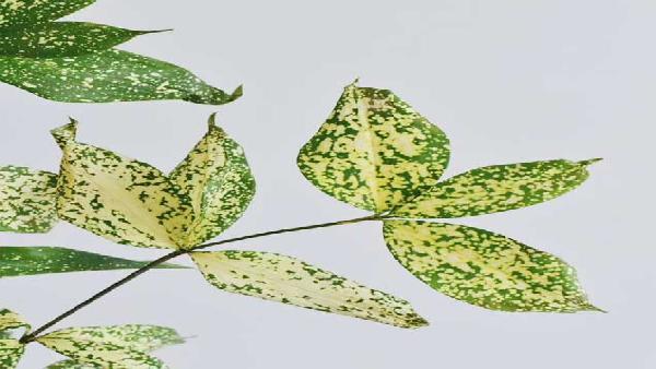 花卉中心星点木批发图片展示