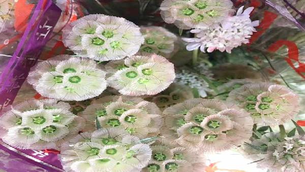 花卉中心风车果批发图片展示