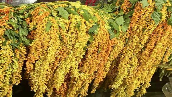 花卉中心柔丽丝橙批发图片展示