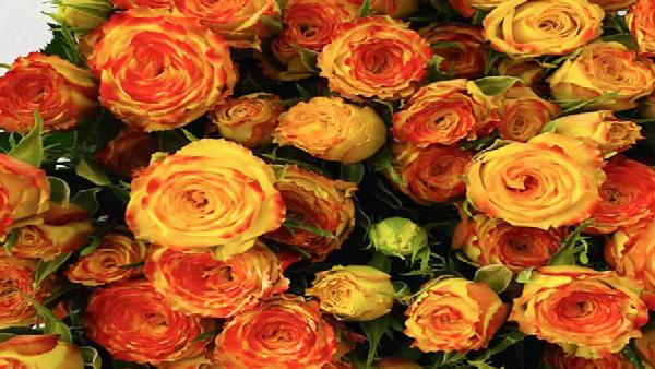 花卉中心眼线批发图片展示