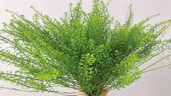 花卉中心绿灵草批发图片展示