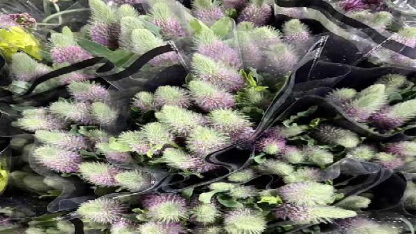 花卉中心狐尾批发图片展示