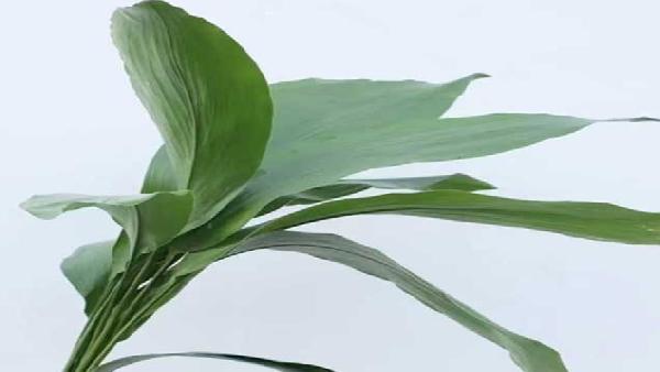花卉中心一叶兰批发图片展示